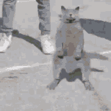 catdancereal