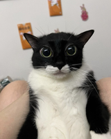 bigol