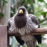 Burd