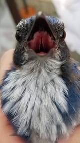 angry birb