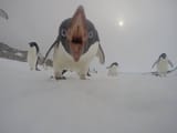 angry penguin