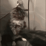 cat-fire