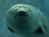seals