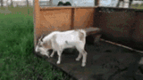 goat-faint