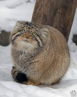 изображение_2025-07-04_112726442