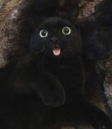 laidbackblep