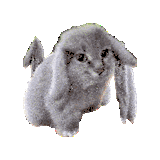cabbit spin