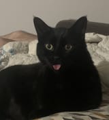 stunnedblepmoonie