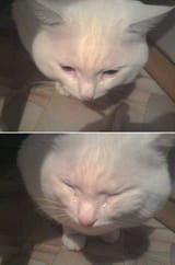 sad cat