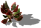 red-croton-08