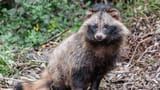 Tanuki