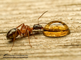 p6170318-ant-and-drop-2