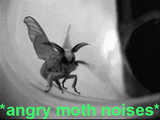 angry-moth-angry