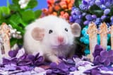 beatiful rat