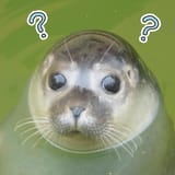 seal with question marks