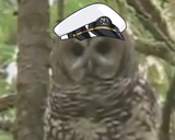 The owl skk with a gaze so powerful it can turn cukposters into dust