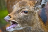 deermouth