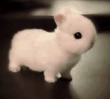 bun