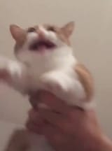 1605701159855