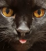 closeupblep