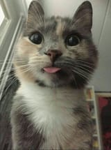 smartestblep
