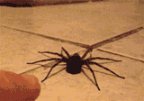 spider poke