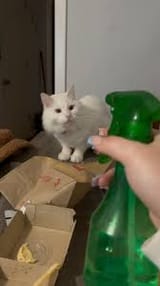 cat