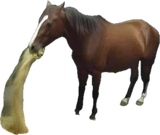 vomiting horse