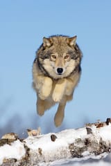 wolf