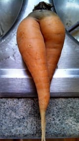 carrot