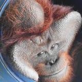 smug monke