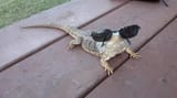 cool lizard