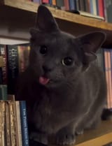 shelfblepper