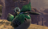 birbs