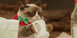 cat