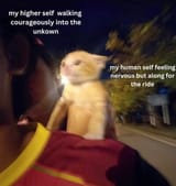 BRAVE CAT FACES THE COLOSSEUM