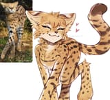 gato forma dot
