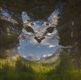 justarandomforest
