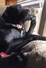 dog-bored