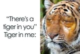 tigerinme