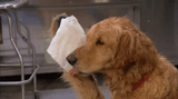 sweaty dog (2021_08_09 19_28_39 UTC)