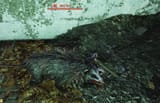 identifying mole rats
