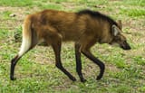 1920px-Lobo_Guar%C3%A1_andando