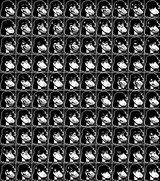 THE GRAND SUSIEFACE WALL