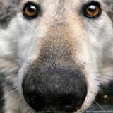 the wolf sees all