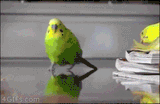 Action keet