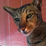 pete
