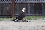 USA USA USA USA