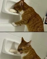ClipboardImage(1)cattac