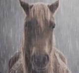 Sadhorse9